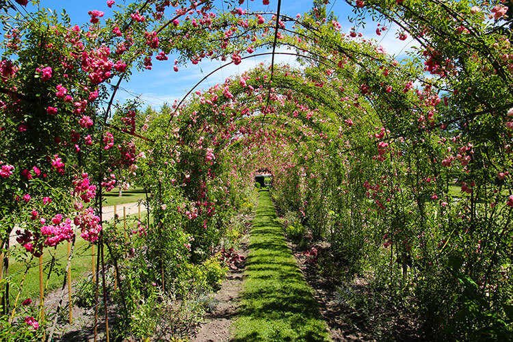A trellis with pink roses forms a tunnel in the park at Château Kirwan