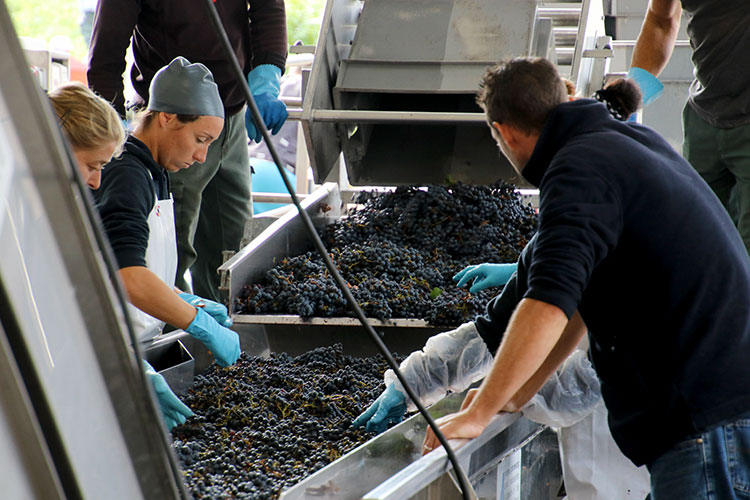 Workers sorting Merlot grapes on a harvest day at Château Léoville-Poyferré