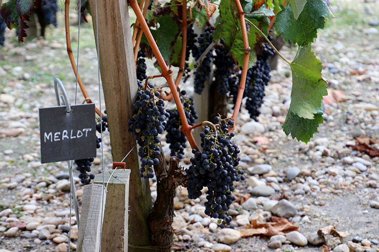 Merlot grapes ready to be picked in the small educational vineyard in the courtyard of Château Léoville-Poyferré