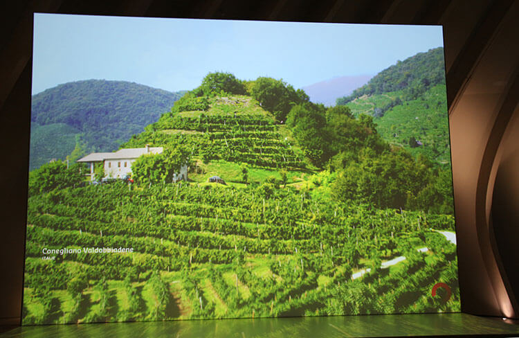 A photo of the Conegliano vineyard from the World Capitals of Wine video at La Cité du Vin