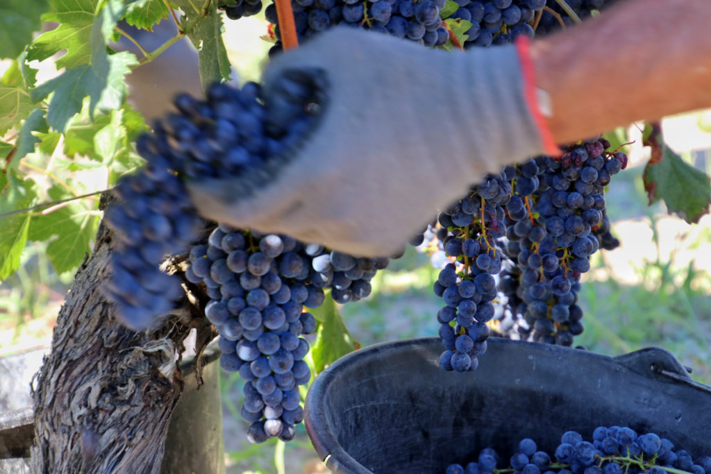 A close up of a grape picker's hands while picking bunches of Merlot grapes from the vines in Pomerol