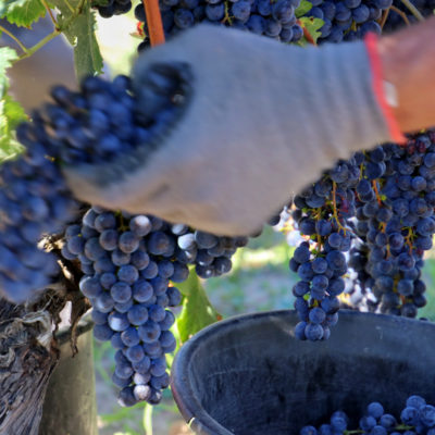 A close up of a grape picker's hands while picking bunches of Merlot grapes from the vines in Pomerol