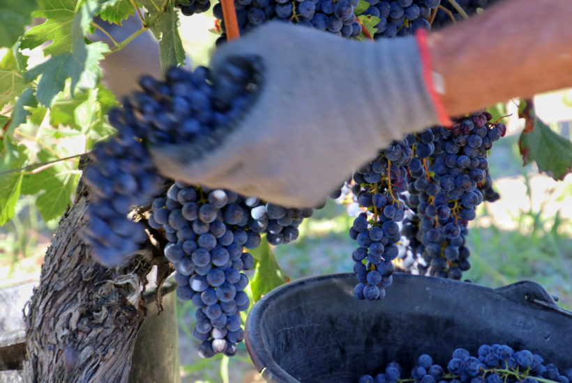 A close up of a grape picker's hands while picking bunches of Merlot grapes from the vines in Pomerol