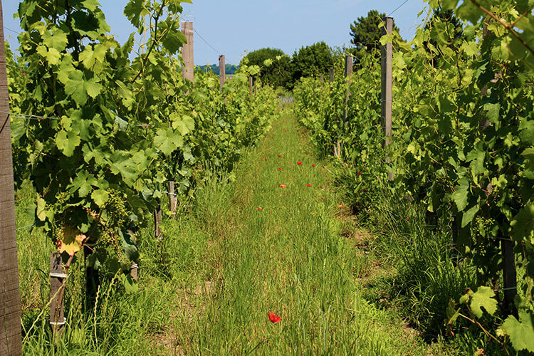 Poppies grow in the rows between the vines at Château Ambe Tour Pourret