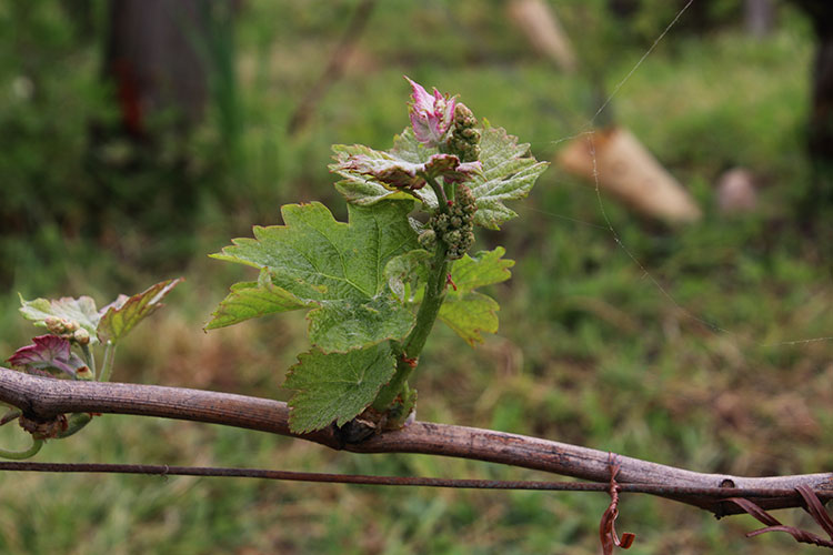Young Merlot buds on the vines in early spring at Château Canon-la-Gaffelière