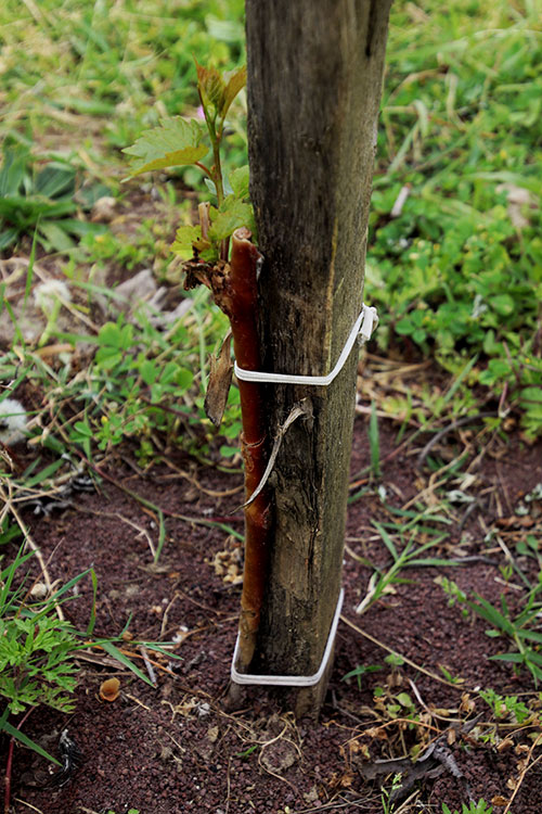 A baby rootstock planted just five months ago at Château Canon-la-Gaffelière