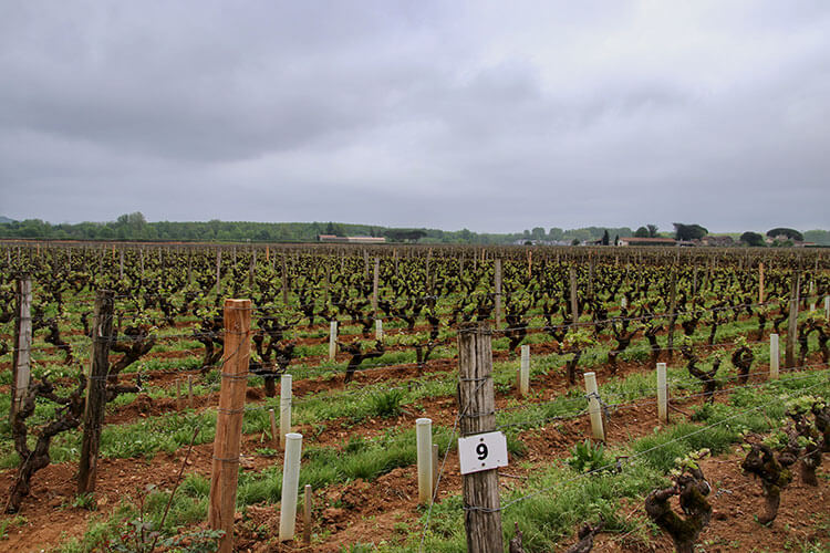 Gray, misty morning in the vineyard at Chateau Coutet Barsac