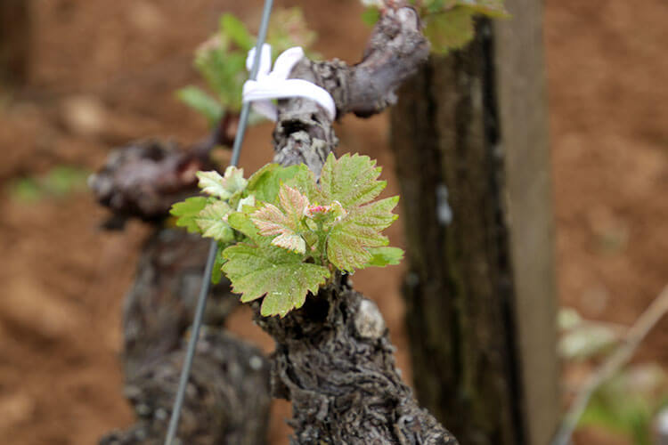 The bud break at Chateau Coutet Barsac