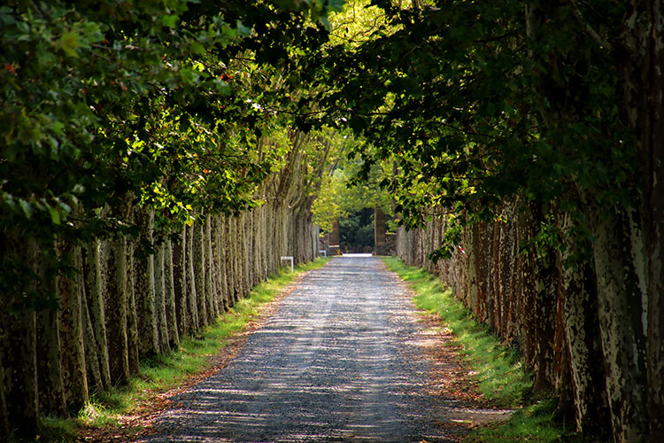 A long gravel driveway lined with perfectly symmetrical plane trees at Chateau Guiraud