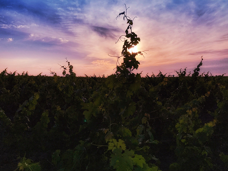 A grape vine is silhouetted against the pink sunset at Château Kirwan