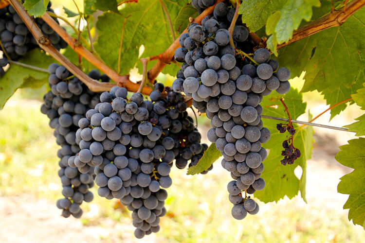 Merlot grapes nearly ripe and ready for harvest hang on the vines at Chateau La Dominique