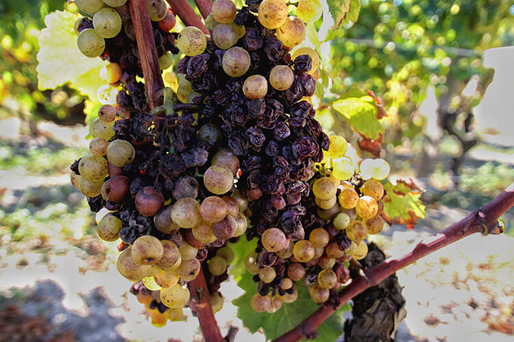 Semilion grapes have the beginning of botrytis at Chateau Lafaurie Peyraguey