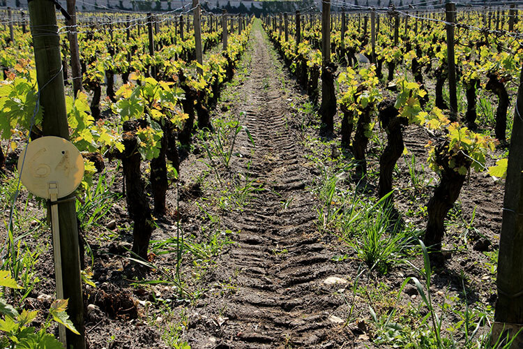 Plot 64 of vines at Château Les