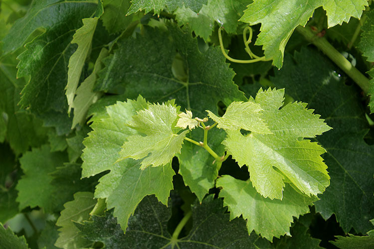 Cabernet Sauvignon leaves growing at Château Marquis de Terme