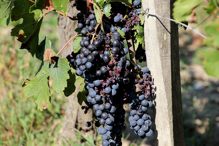 Merlot grapes with some mildew at Chateau Vieux Mougnac