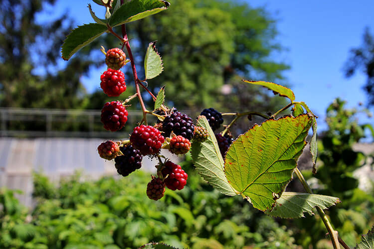 Blackberries and raspberries on a bush in Château de Reignac's scent garden