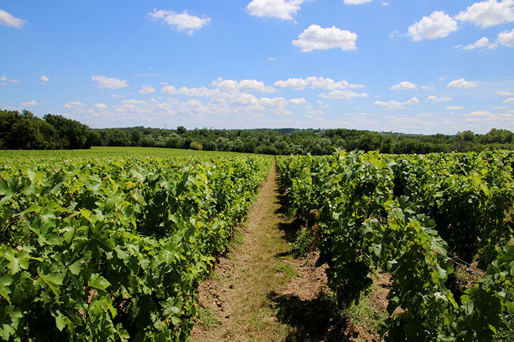 The vineyard at Château de Reignac