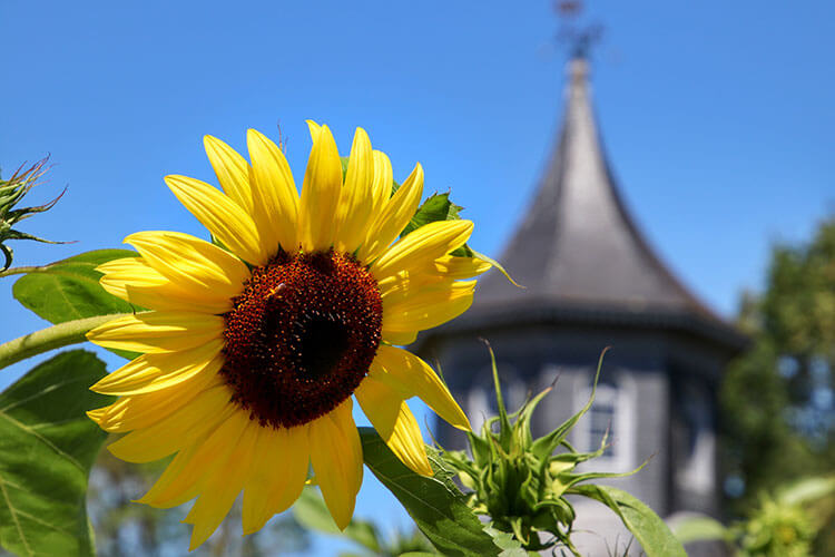 A sunflower in the scent garden with the dovecote in the distance behind at Château de Reignac