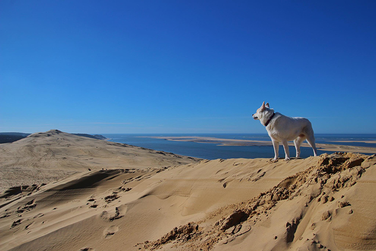Jennifer and Tim's dog, Emma, stands on top of the Dune du Plya looking out to the Bassin of Arcachon
