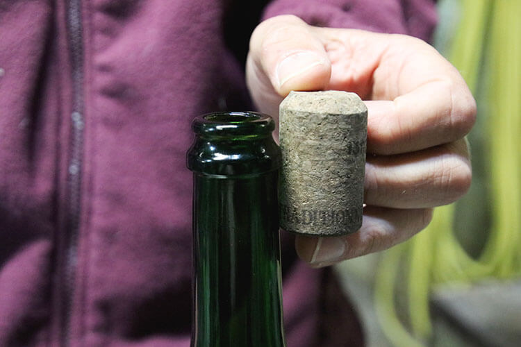 A champagne cork at its size of 31mm before it has been compressed to fit in the champagne bottle