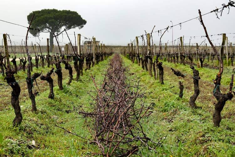 A misty winter day in the vineyard with pruning for the upcoming spring budding at Château de Cérons