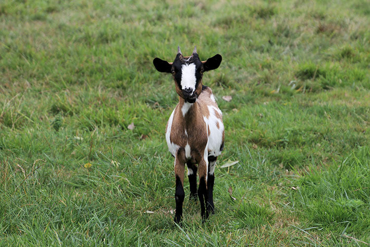 A young black, white and brown goat peers at us hoping for some food during a visit to the Domaine de Neuvic caviar farm