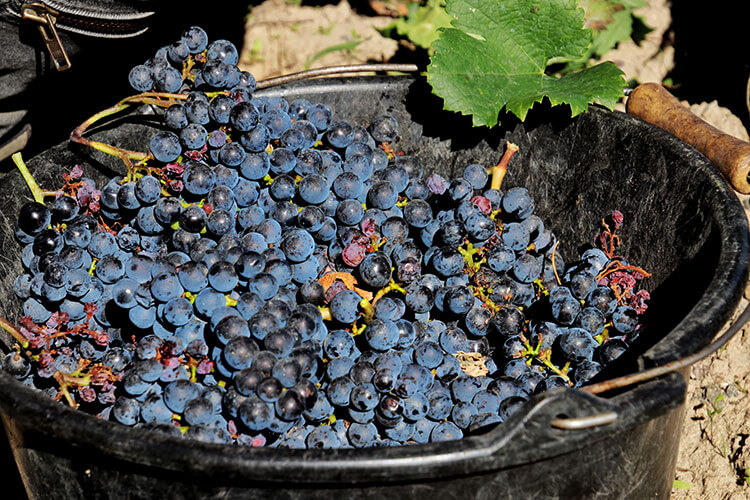 A bushel of Merlot grapes is nearly full during the Bordeaux harvest