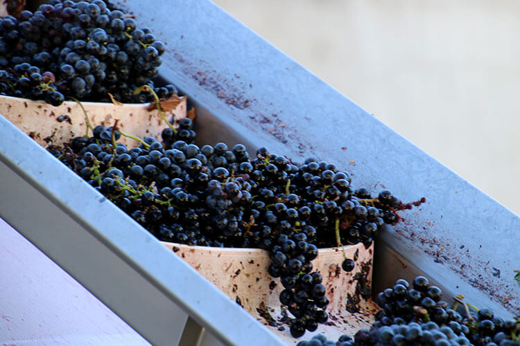 The grapes travel on a conveyor belt into the destemmer during the Bordeaux wine harvest