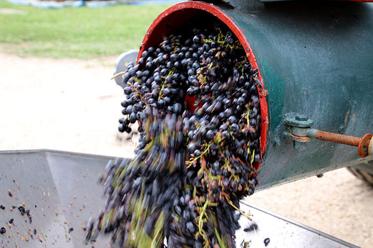 The separated grapes shoot out onto yet another conveyor belt