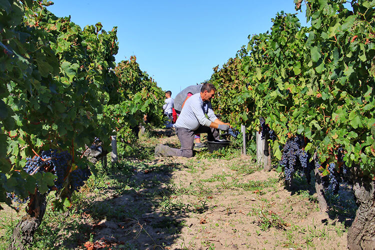 A team of grape pickers is seen kneeling in the Pomerol vineyards as they cut bunches of Merlot grapes from the vines during Bordeaux harvest season