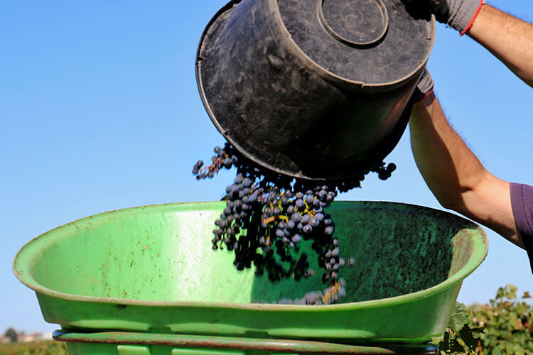 A close up of a picker emptying his bushel into the bucket on the back of a team member during the Pomerol grape harvest