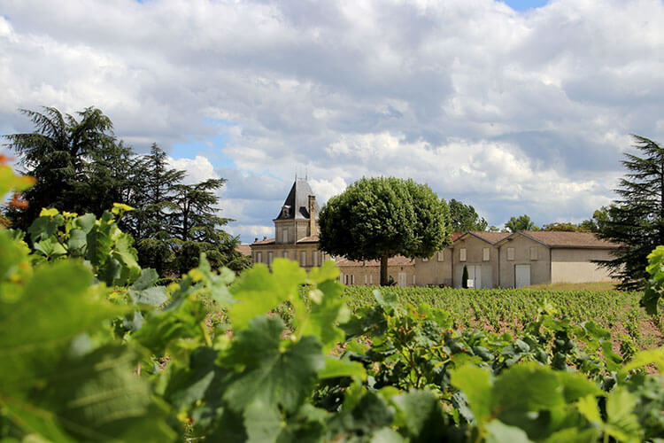 The castle of Château du Tailhas is visible through the grape vines