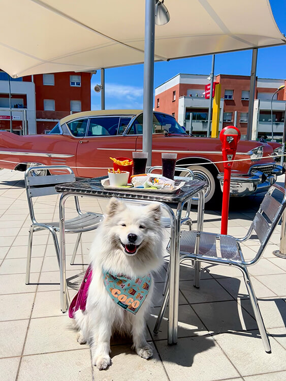 Coco sits in front of the 1956 Pink Cadillac at McDonald's V-O