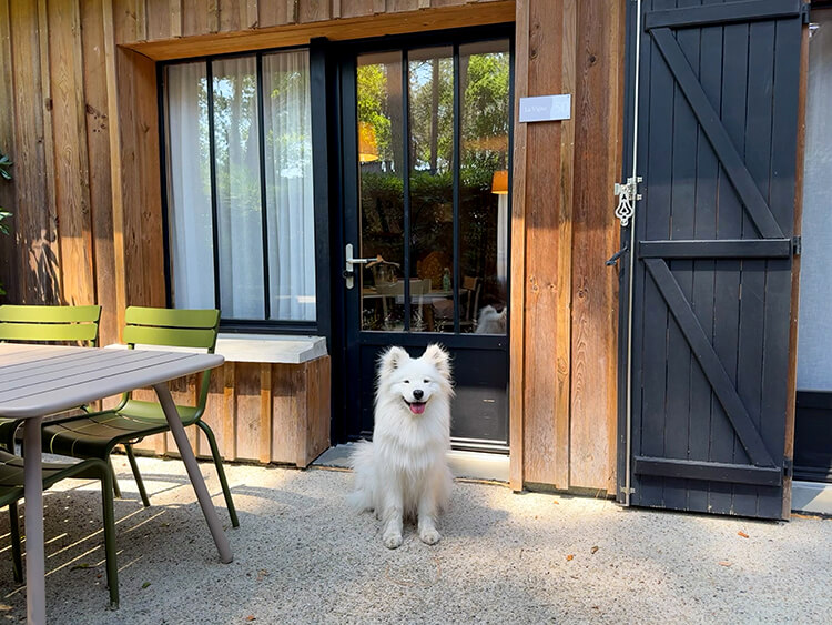 Coco sits on the terrace of our Superior Lodge 1 Bedroom room at Domaine du Ferret in Claouey, Lège-Cap-Ferret, France