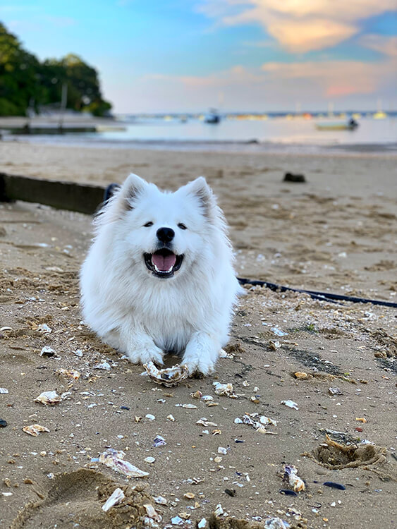 Coco plays with an oyster shell on the beach in Les Jacquets in Lège-Cap-Ferret