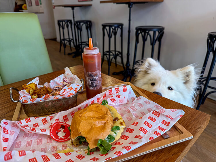 Coco hopes for a bite of pulled pork at Bunami