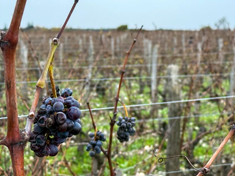 A few discarded grapes remain on the vines after the harvest at Château Lafon-Rochet