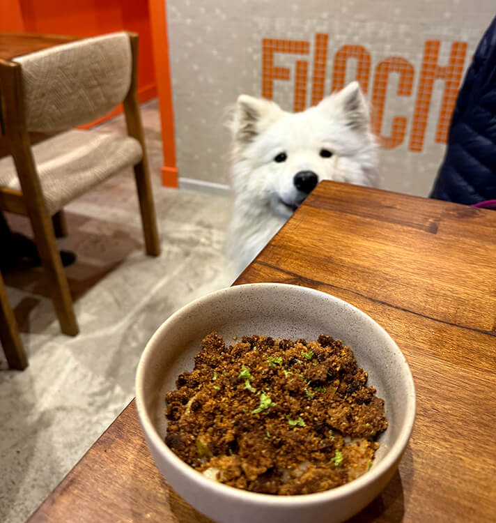 Coco the Samoyed sits hoping for a bite of pear crumble at Filoche