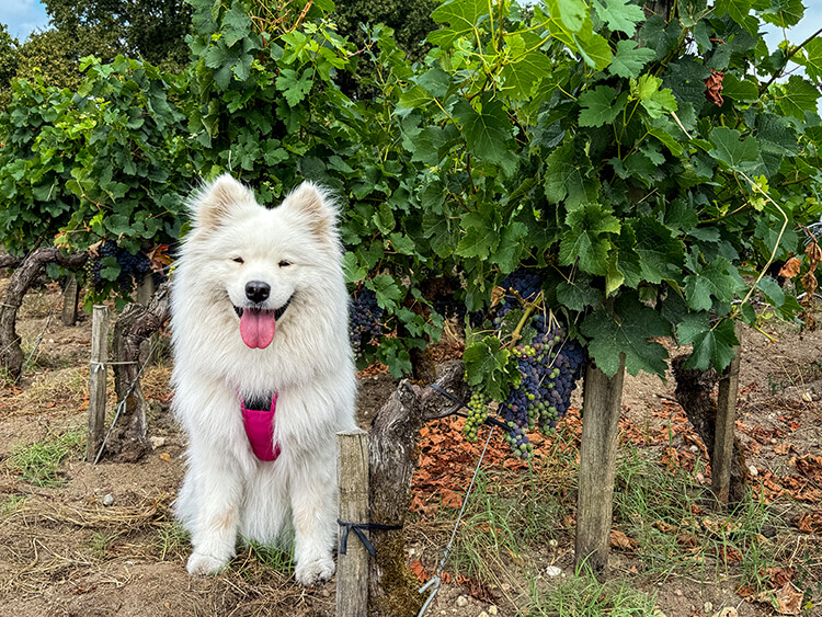 Coco sits in the rows of vines with grapes in véraison at Château Picque Caillou