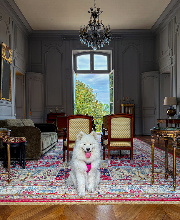 Coco sits in the reception room with crystal chandelier and period furniture at Château Picque Caillou
