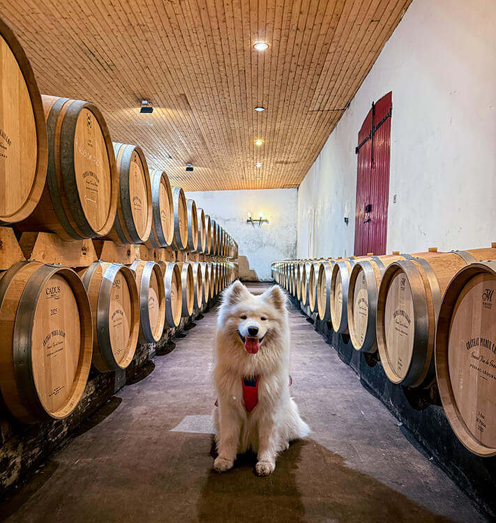 Coco sits in a row on French oak barrels in the barrel room at Château Picque Caillou