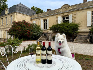 Coco sits at a table in the garden of Château Picque Caillou with 3 wines for the wine tasting